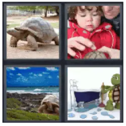 4-pics-1-word-tortoise