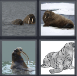 4-pics-1-word-walrus