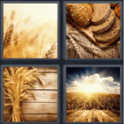 4 Pics 1 Word Wheat