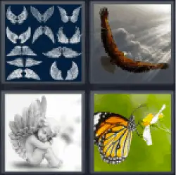 4 Pics 1 Word Wings