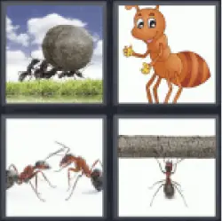4 pics 1 word 3 letter insect ants, ant with a stick