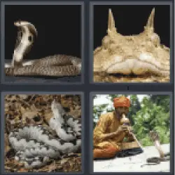 4 Pics 1 Word snake