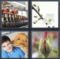 4 pics 1 word 3 letters cherry or almond blossom, rose, beers