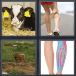 4-pics-1-word-calf