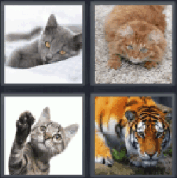 4 pics 1 word 3 letters cats, tiger