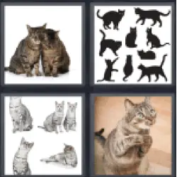 4-pics-1-word-cats