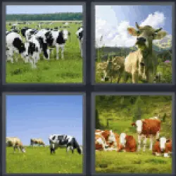 4-pics-1-word-cows