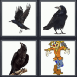 4-pics-1-word-crow