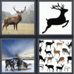 4-pics-1-word-deer