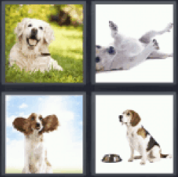 4 Pics 1 Word Puppy Pet