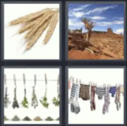 4 pics 1 word wheat