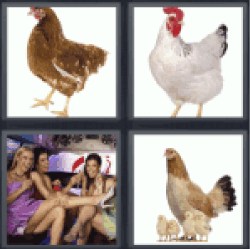 4 Pics 1 Word chicken