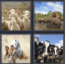 4-pics-1-word-herd