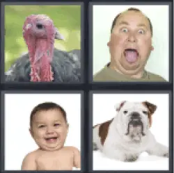4 Pics 1 Word turkeycock