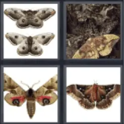 4 pics 1 word butterflies