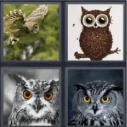 4-pics-1-word-owl