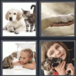 4 Pics 1 Word puppy and kitten