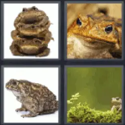 4 Pics 1 Word frogs