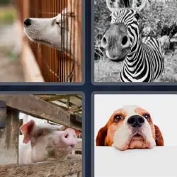 4 pics 1 word dog zebra pig