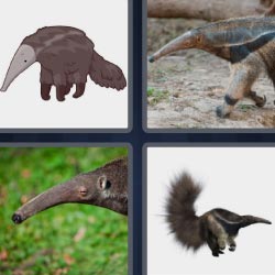 4 pics 1 word Animal with big snout