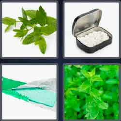 4 pics 1 word 9 letters peppermint gum, green leaves