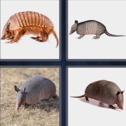 4 pics 1 word Strange animal