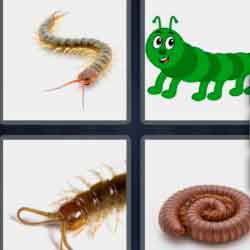 4 pics 1 word 9 letters centipede worm