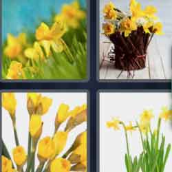4 pics 1 word 9 letters yellow flowers