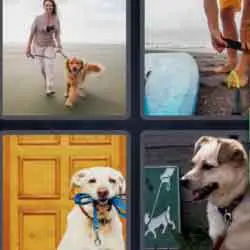 4 pics 1 word dogs