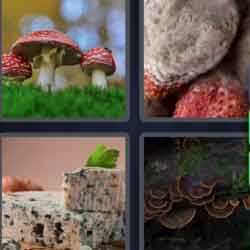 4 pics 1 word mushroom cheese