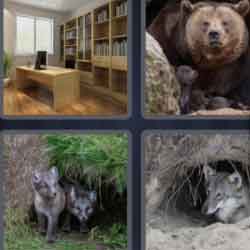 4 pics 1 word 3 letter brown bear, wolf, office room