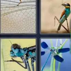 4 pics 1 word 9 letters dragon-fly